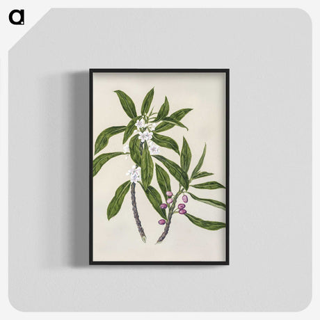 1-62_Native-Flowering-Plants-of-New-Zealand_blk-crop