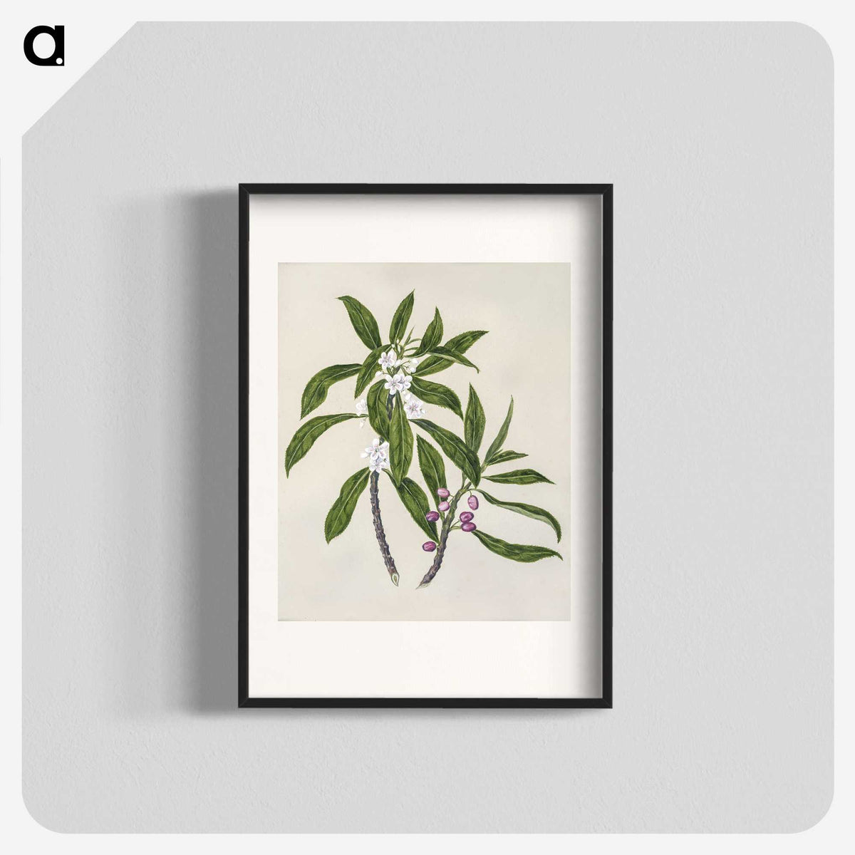 1-62_Native-Flowering-Plants-of-New-Zealand_blk