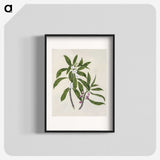 1-62_Native-Flowering-Plants-of-New-Zealand_blk