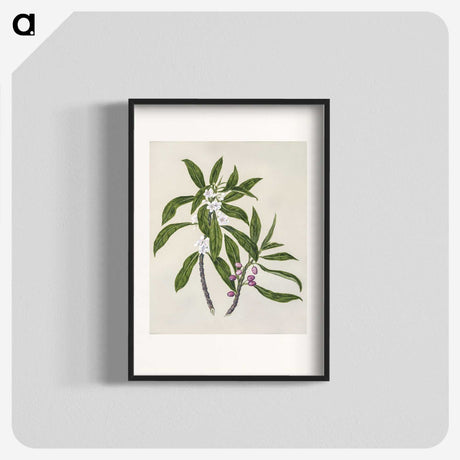 1-62_Native-Flowering-Plants-of-New-Zealand_blk