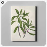 1-62_Native-Flowering-Plants-of-New-Zealand_canvas