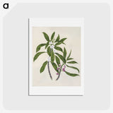 1-62_Native-Flowering-Plants-of-New-Zealand_hagaki