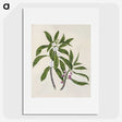 1-62_Native-Flowering-Plants-of-New-Zealand_picture
