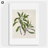 1-62_Native-Flowering-Plants-of-New-Zealand_picture