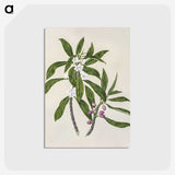 1-62_Native-Flowering-Plants-of-New-Zealand_postcard