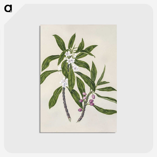 1-62_Native-Flowering-Plants-of-New-Zealand_postcard