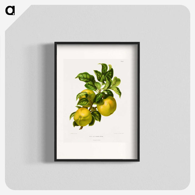 1-62_Nederlandsche-Flora-en-Pomona_blk