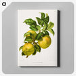 1-62_Nederlandsche-Flora-en-Pomona_canvas