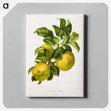 1-62_Nederlandsche-Flora-en-Pomona_canvas