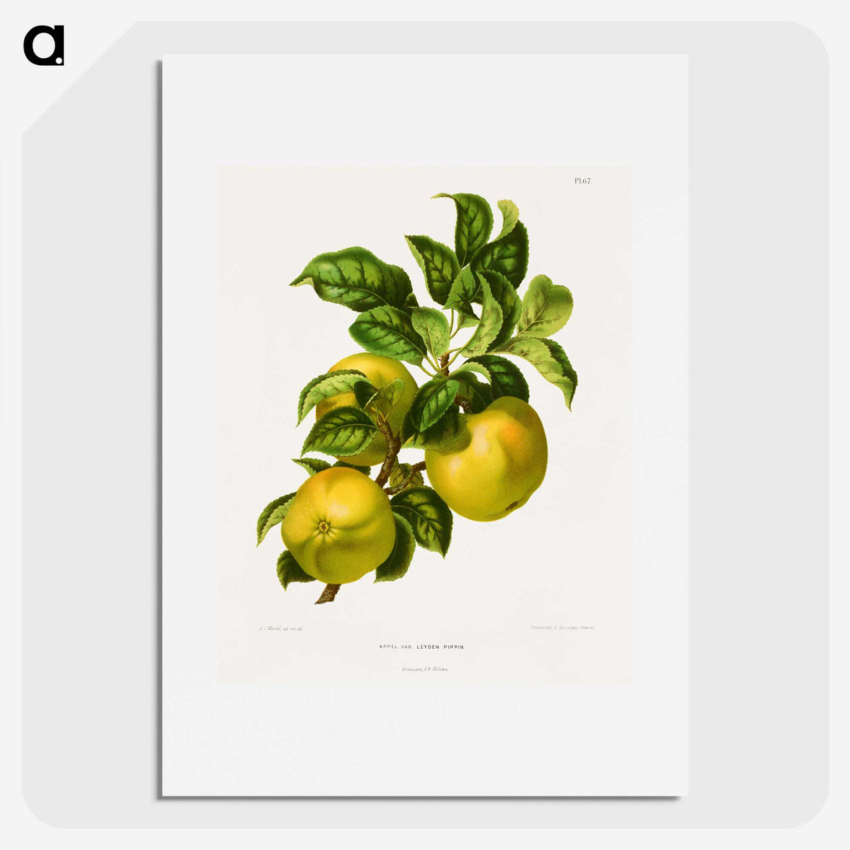 1-62_Nederlandsche-Flora-en-Pomona_picture