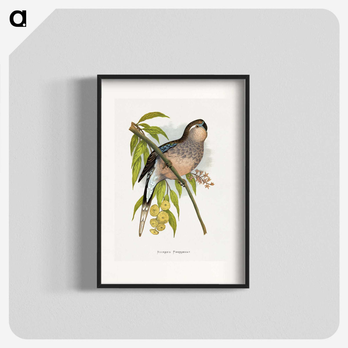 1-62_Parrots-in-Captivity_blk