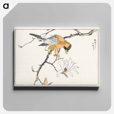 アートパネル-Tibetan Hoopoe and Osmanthus Fragrans
 - 鳥類図鑑 Canvas.