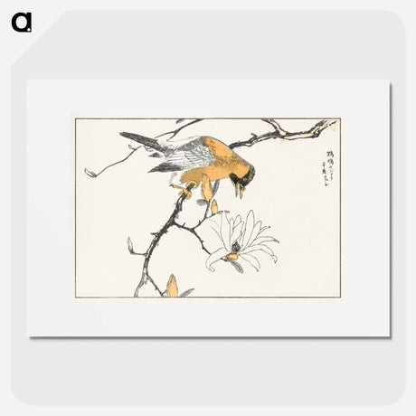 アートポスター-Tibetan Hoopoe and Osmanthus Fragrans
 - 鳥類図鑑 Poster.