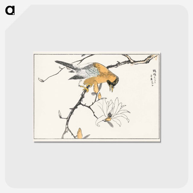 アートポストカード-Tibetan Hoopoe and Osmanthus Fragrans
 - 鳥類図鑑 Postcard.