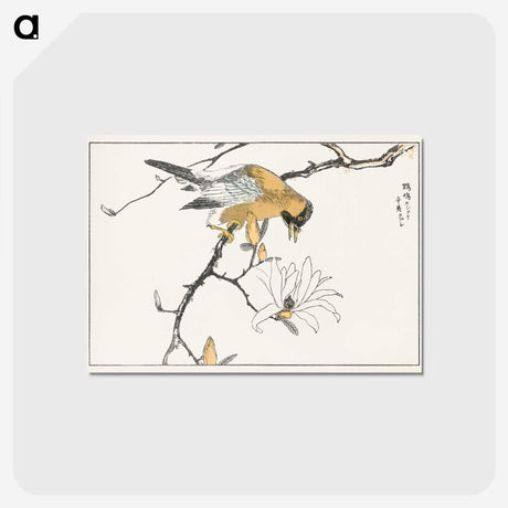 1-62_Pictorial-Monograph-of-Birds_postcard