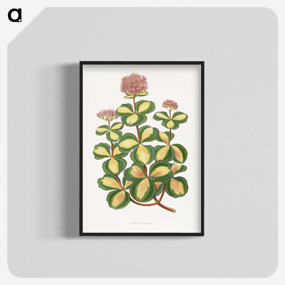 1-62_Plants-with-Colored-Foliage_blk-crop