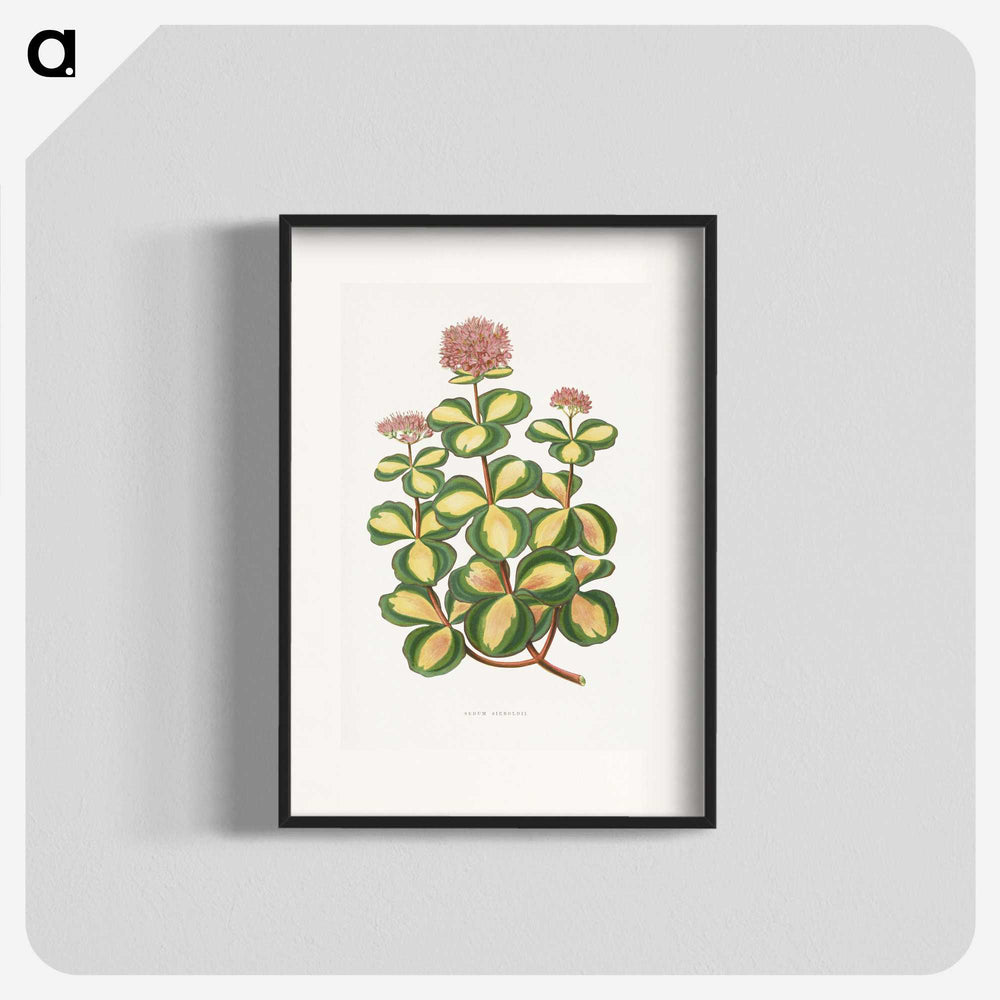 1-62_Plants-with-Colored-Foliage_blk