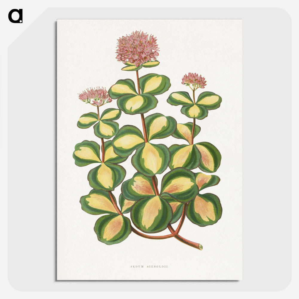 1-62_Plants-with-Colored-Foliage_picture-crop