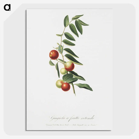 1-62_Pomona-Italiana_picture-crop