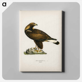 アートパネル-Golden Eagle
 - スヴェンスカ フォグラル Canvas.
