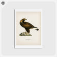アートポストカード-Golden Eagle
 - スヴェンスカ フォグラル Postcard.