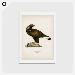 アートポストカード-Golden Eagle
 - スヴェンスカ フォグラル Postcard.