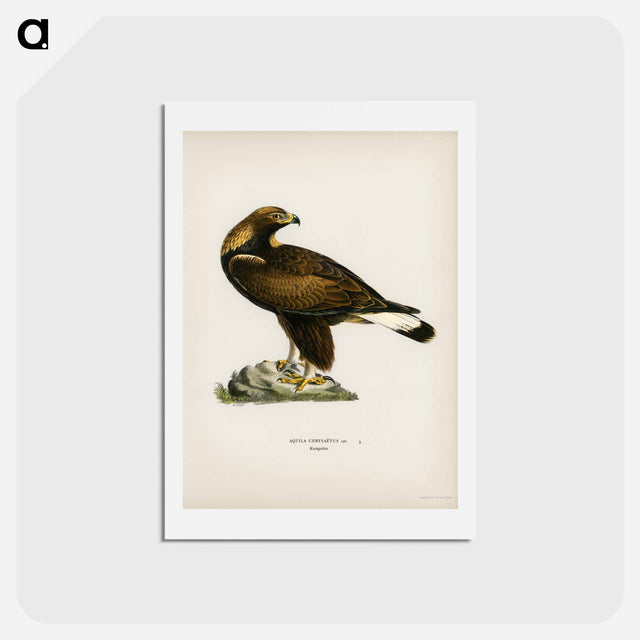 アートポストカード-Golden Eagle
 - スヴェンスカ フォグラル Postcard.