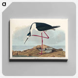 アートパネル-Long-legged Avocet from Birds of America
 - アメリカの鳥たち Canvas.