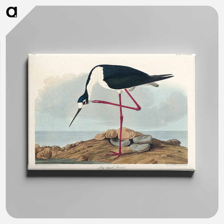 アートパネル-Long-legged Avocet from Birds of America
 - アメリカの鳥たち Canvas.