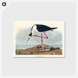 アートポストカード-Long-legged Avocet from Birds of America
 - アメリカの鳥たち Postcard.