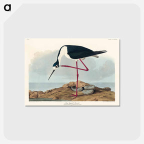 アートポストカード-Long-legged Avocet from Birds of America
 - アメリカの鳥たち Postcard.