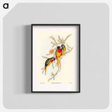 Splendid Grass-Parakeet
 - オーストラリアの鳥 Poster.