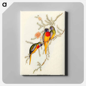 アートパネル-Splendid Grass-Parakeet
 - オーストラリアの鳥 Canvas.