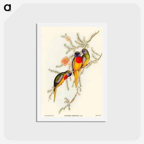 アートポストカード-Splendid Grass-Parakeet
 - オーストラリアの鳥 Postcard.