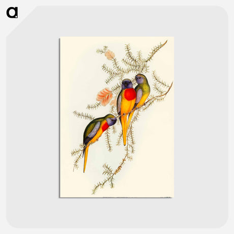 アートポストカード-Splendid Grass-Parakeet
 - オーストラリアの鳥 Postcard.