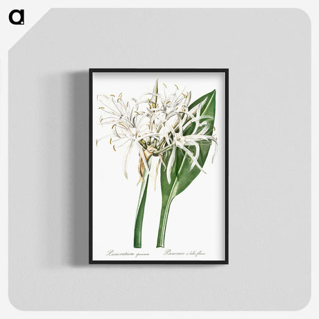 1-62_The-Lilies_blk-crop