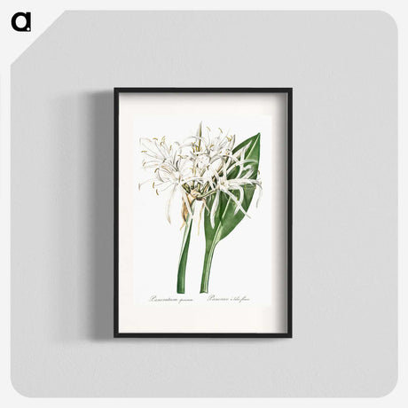 1-62_The-Lilies_blk