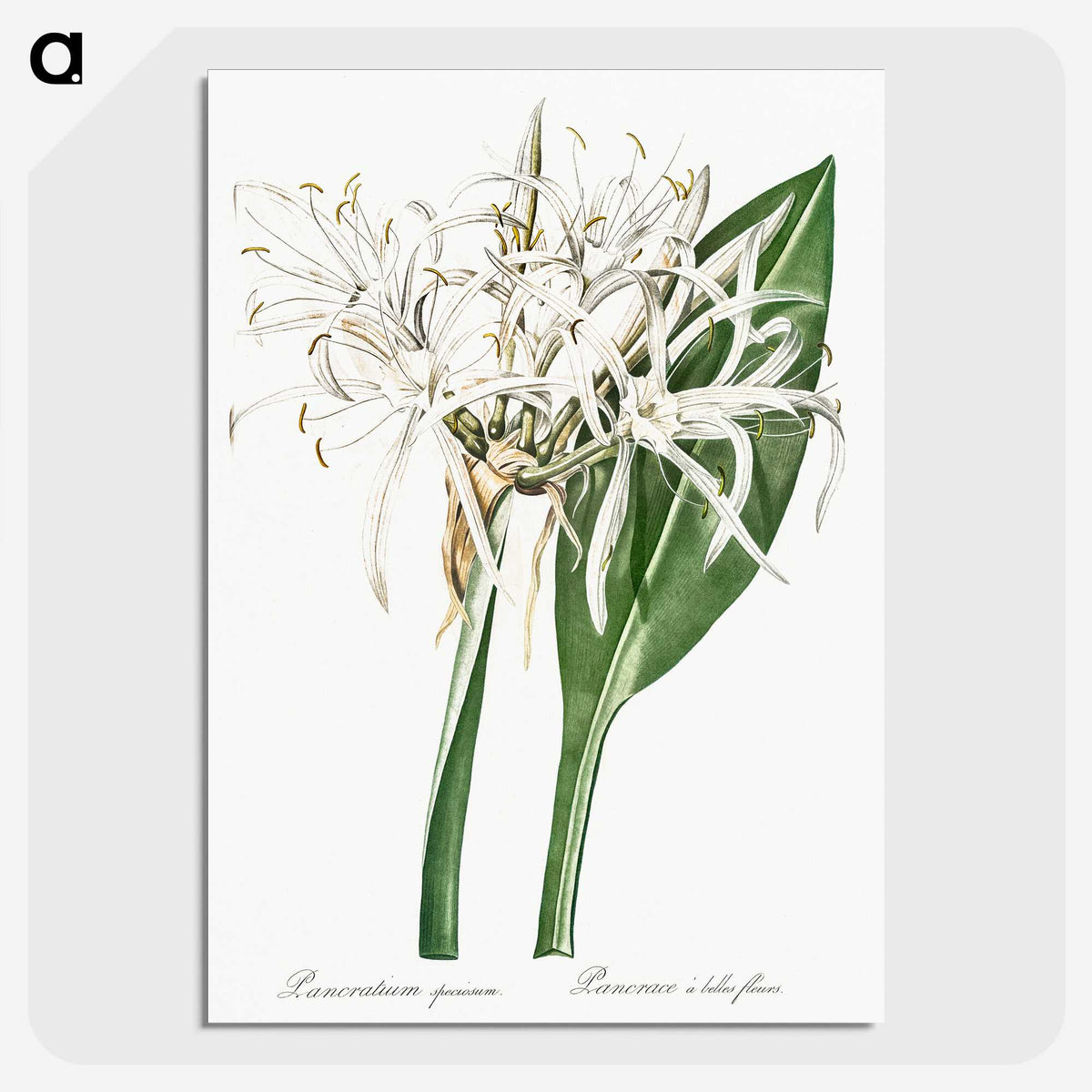 1-62_The-Lilies_picture-crop