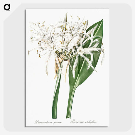 1-62_The-Lilies_picture-crop