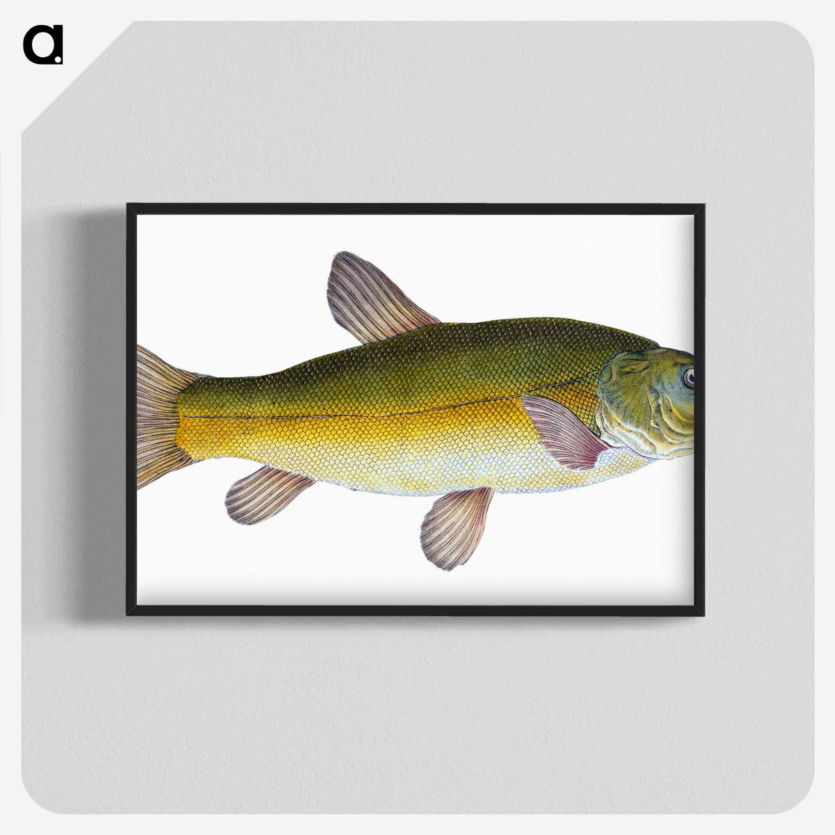 1-62_The-Natural-History-of-British-Fishes_blk-crop
