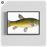 1-62_The-Natural-History-of-British-Fishes_blk-crop