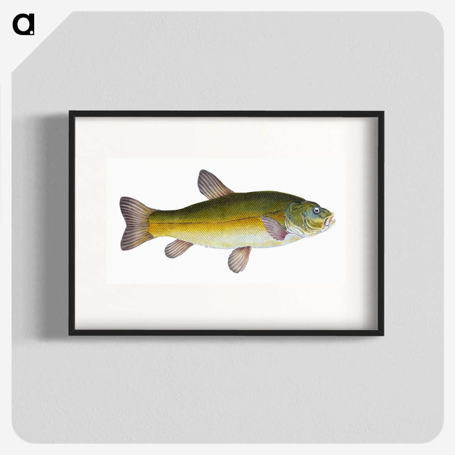 1-62_The-Natural-History-of-British-Fishes_blk