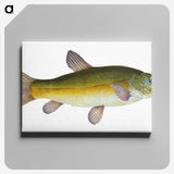 1-62_The-Natural-History-of-British-Fishes_canvas