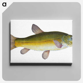 1-62_The-Natural-History-of-British-Fishes_canvas
