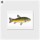 1-62_The-Natural-History-of-British-Fishes_hagaki