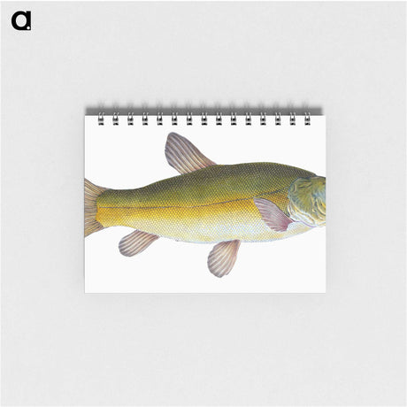 1-62_The-Natural-History-of-British-Fishes_memo