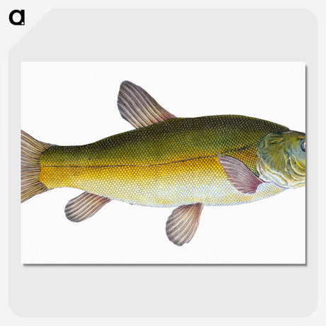 1-62_The-Natural-History-of-British-Fishes_picture-crop