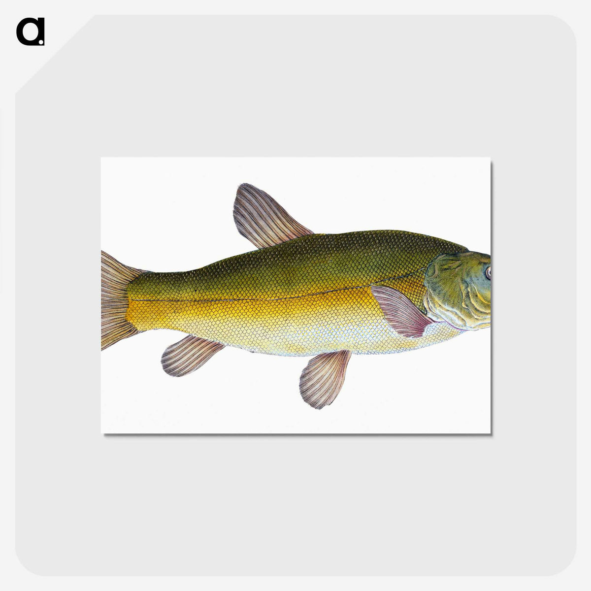 1-62_The-Natural-History-of-British-Fishes_postcard
