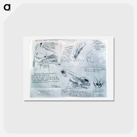 アートポストカード-Anatomical studies - トーマス エイキンズ Postcard.