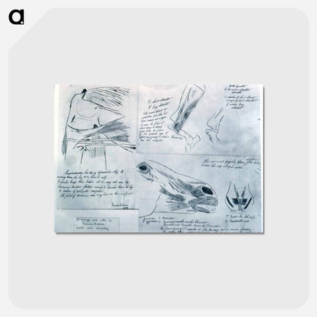 アートポストカード-Anatomical studies - トーマス エイキンズ Postcard.